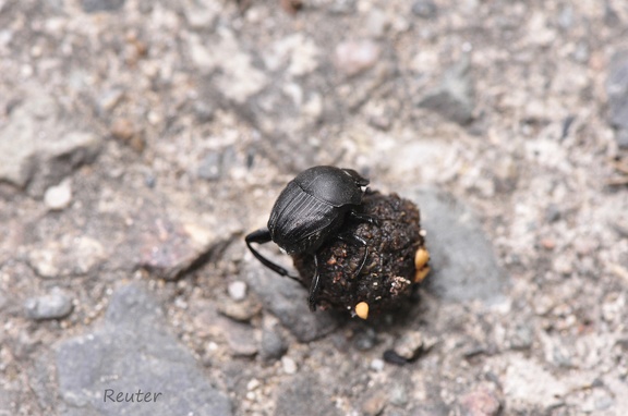 Matter Pillendreher (Sisyphus schaefferi)